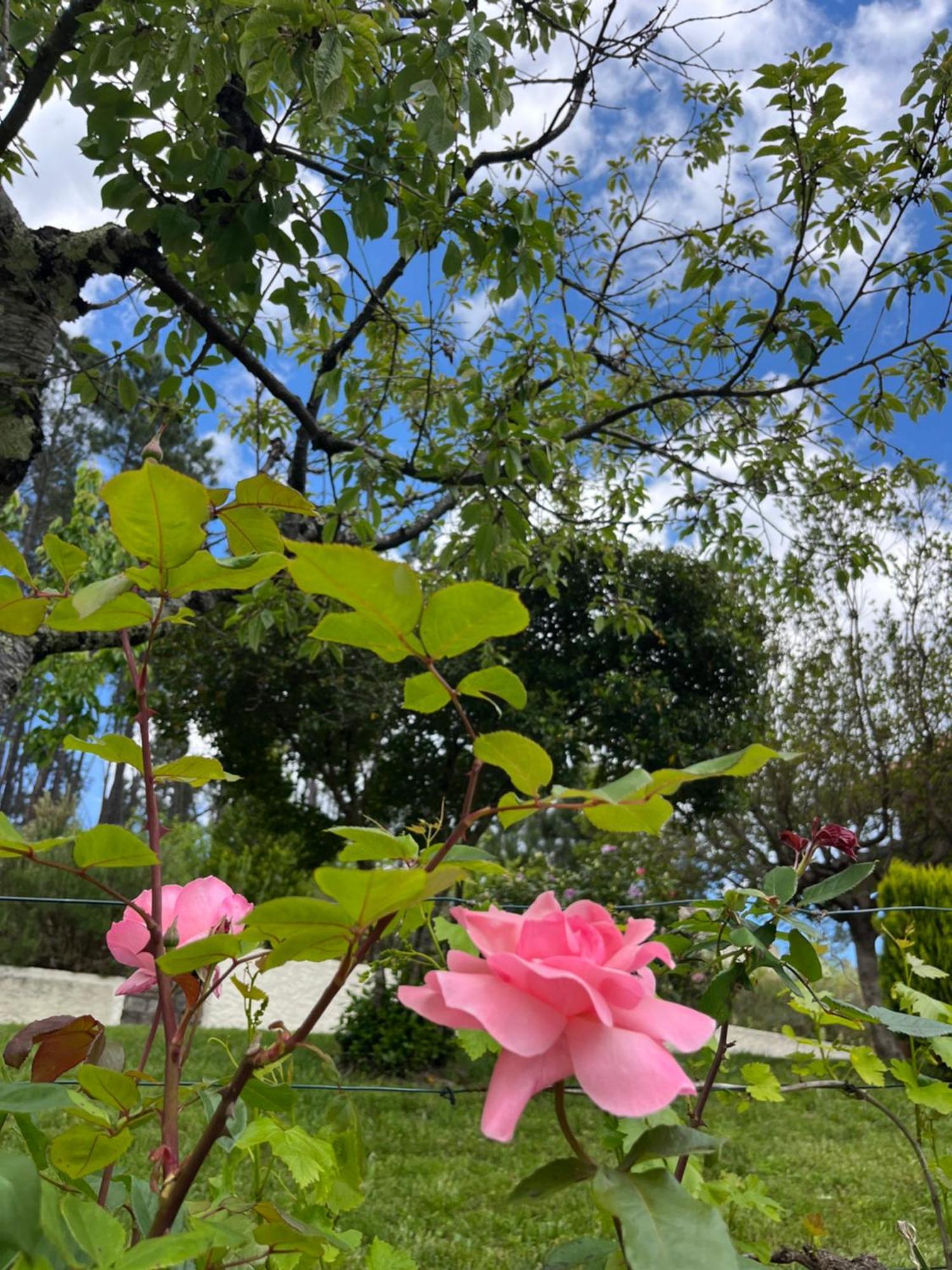 세이아 Casa Da Ribeira Do Cirio 게스트하우스 외부 사진